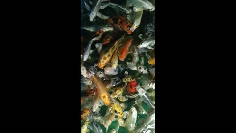A lot of beautiful colorful fish