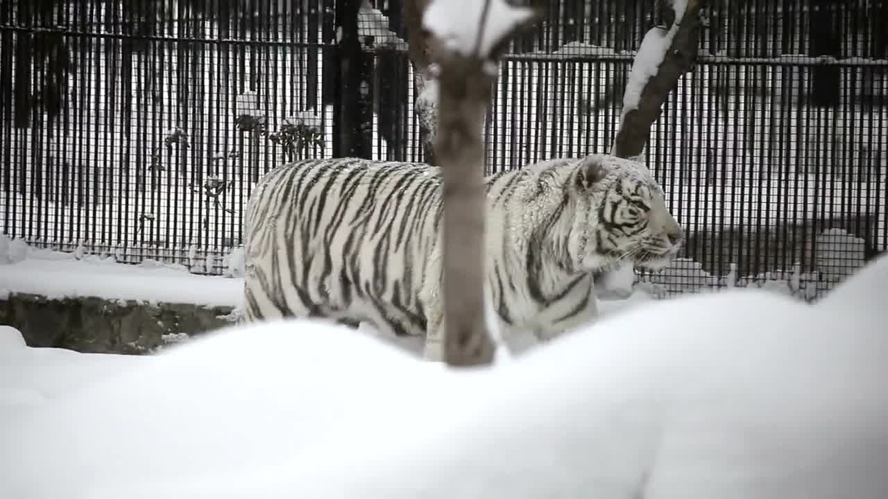 white tiger walking in the snow