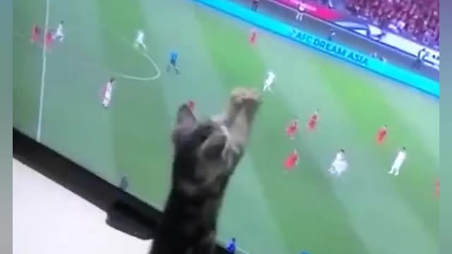 Funny cat trying to catch football on TV 😆😆😆