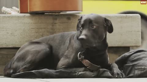 The Meaning Behind 21 Strangest Dog Behaviors Jaw Dropping Facts about Dogs will shock you