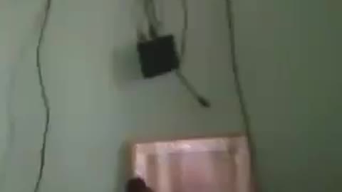 funny German shepherd video, Miska trying to watch TV, German Shepherd funniest video #rumble #shorts