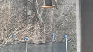 Birds of a feather