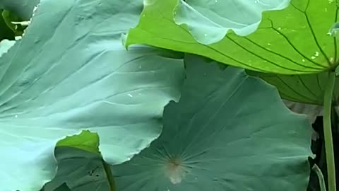 What beautiful lotus flowers
