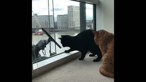 Cat funny video | cat funny video 2022