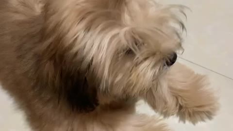 Little fluffy dog learns how to lay down