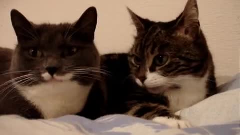 Two Cute Cats Talking To Each other!!