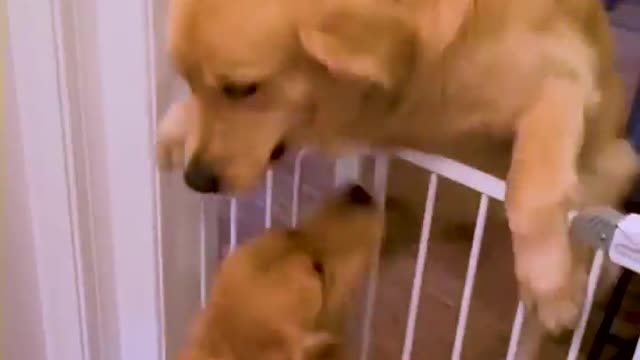 Excited Golden Retriever Dog Ecstatic To See Best Friend