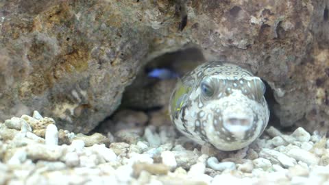 fish