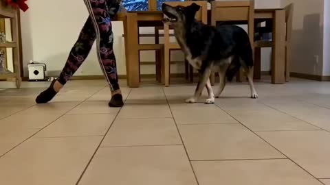 Learning how to dance...😁😇🐶