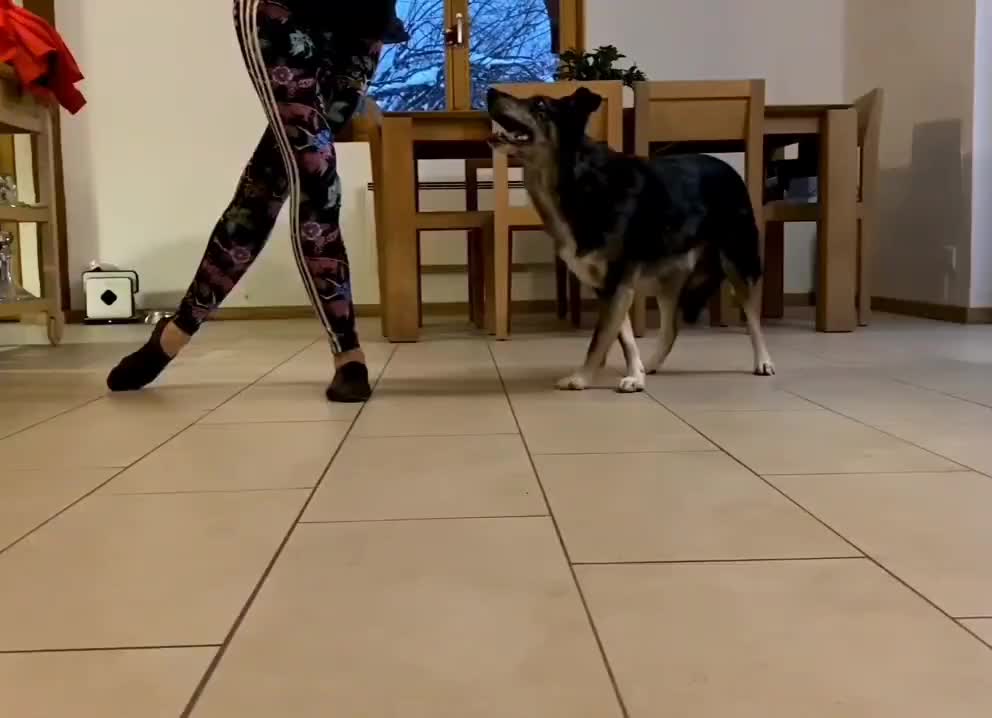 Learning how to dance...😁😇🐶