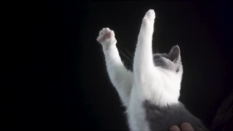 This is really an interesting cat