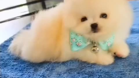 Do you really love puppies or does every puppy want to be patted on the head