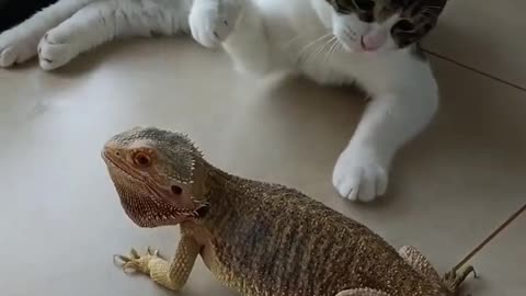 Funny 🤣🤣🤣 comedy clips 🤣🤣