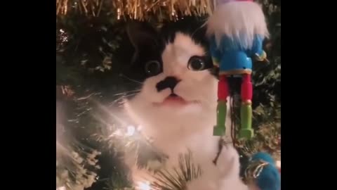 Funniest Cats Don't try to hold back Laughter