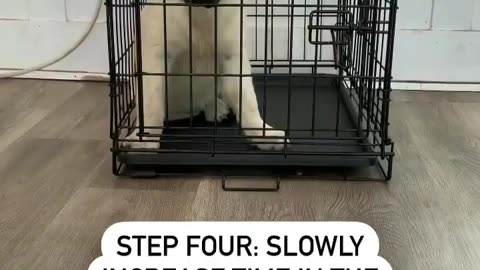 How to Crate Train your Puppy