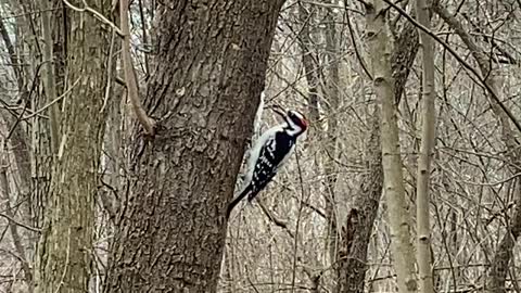 Woody wood pecker