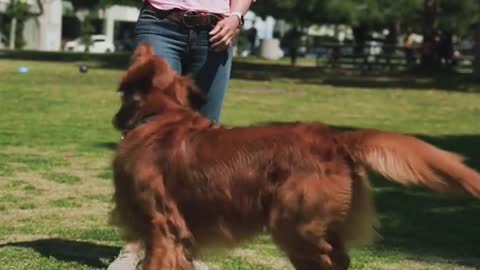 TEACH YOUR DOG HOW TO TURN AROUND