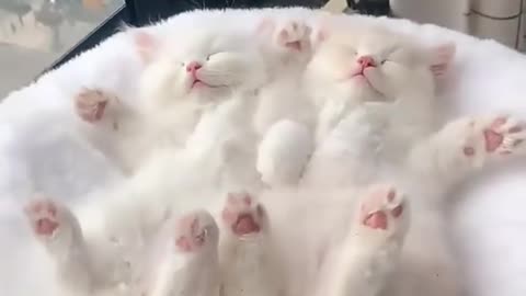beautiful cat and dog27