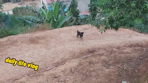 puppy running downhill