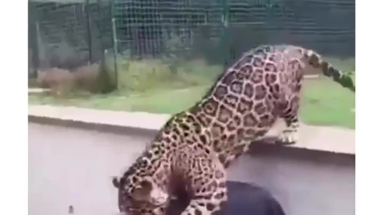 Funny animals video