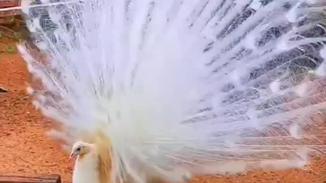 white peacock dance