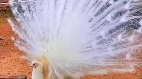 white peacock dance