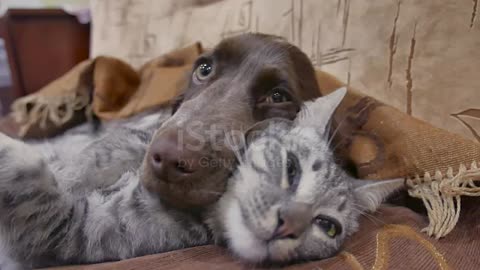 Dog wakesup a sleepy cat