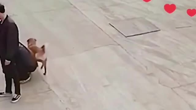 The dog barks lady