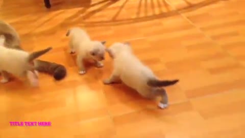 Cutest Animal Reactions