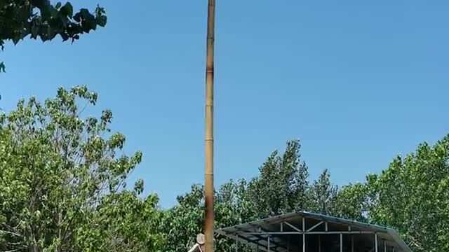 bamboo