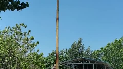 bamboo