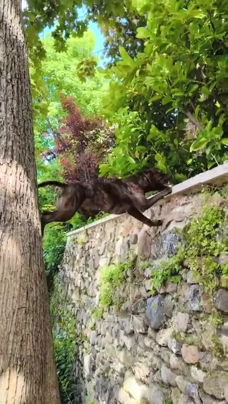 When you hear your mom say there's cake on the counter 🐶🤣