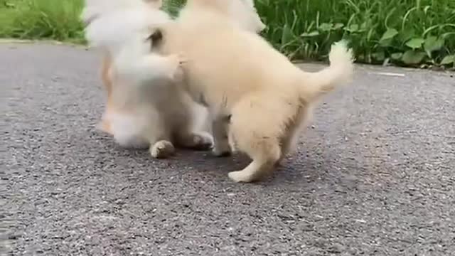 Baby Dogs - Cute and Funny Dog Videos Compilation # 3 | Aww Animals