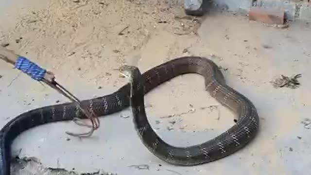 Caught big snake..............