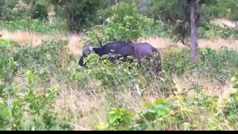 Animal rumble: Unbelievable fights.