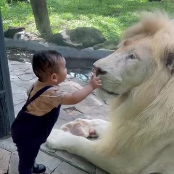Cute kid & White lion
