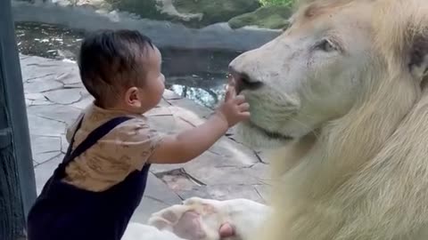 Cute kid & White lion