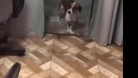 Try Not To Laugh Animals