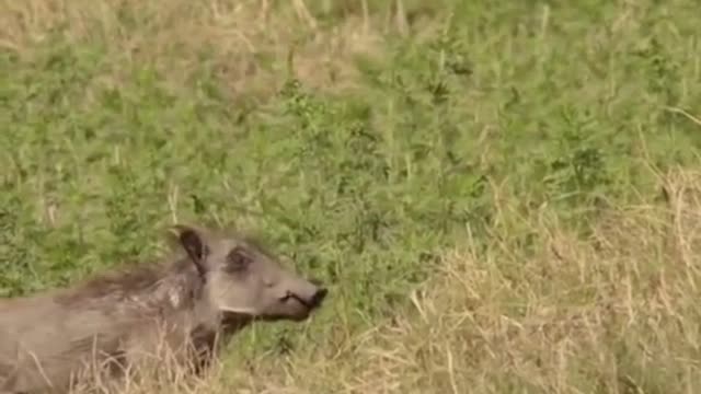 Lion Hunting a Small Warthog