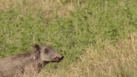 Lion Hunting a Small Warthog