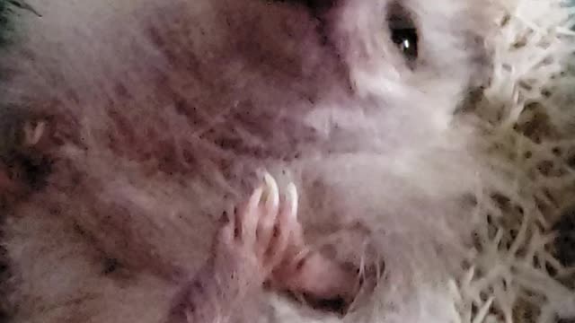 Harley the hedgehog getting a back rub