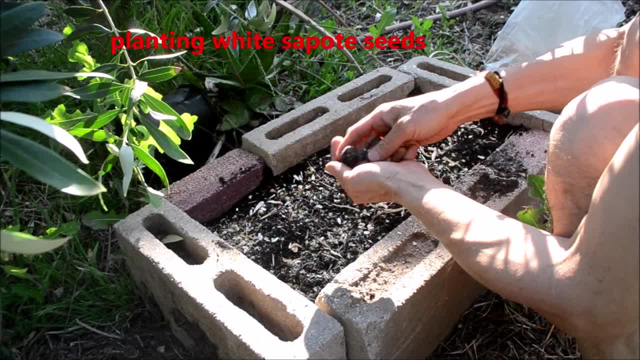 Raised Beds with Concrete Blocks, Gopher/mole Proof, Polyculture, Irrigation