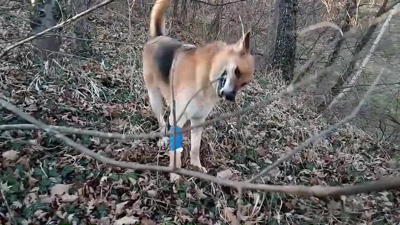 Funny Dog Video of the year 2022