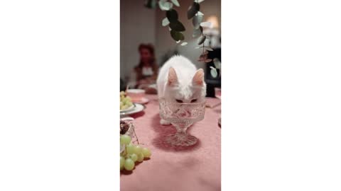 Cat drinking from my Glass !!