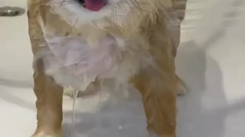 Funny Dogs - Cute Puppy Take a bath- #shorts