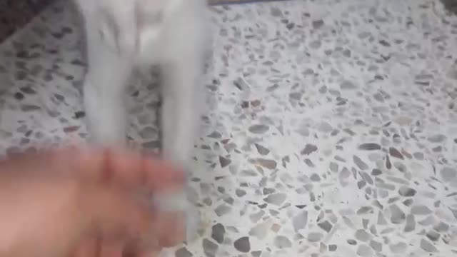 My cat hhhh