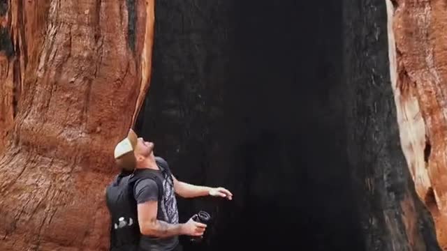 A secret tree hole was found in Sequoia Park.