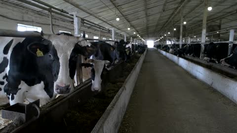 Herd of cows in stall. Animals are standing and chewing