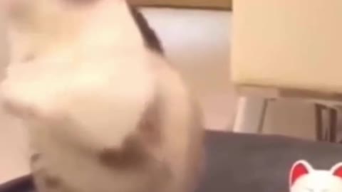 The Funnies Cat Ever