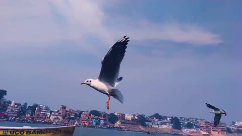 Seagull flying awesomely with travelers